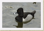 DSC_4337 Ring-Necked Duck * 700 x 464 * (137KB)